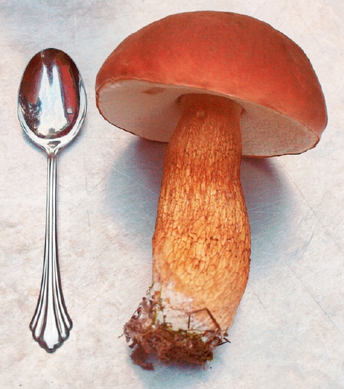 A wild mushroom that grows in my yard.
