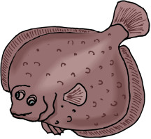 Flounder1
