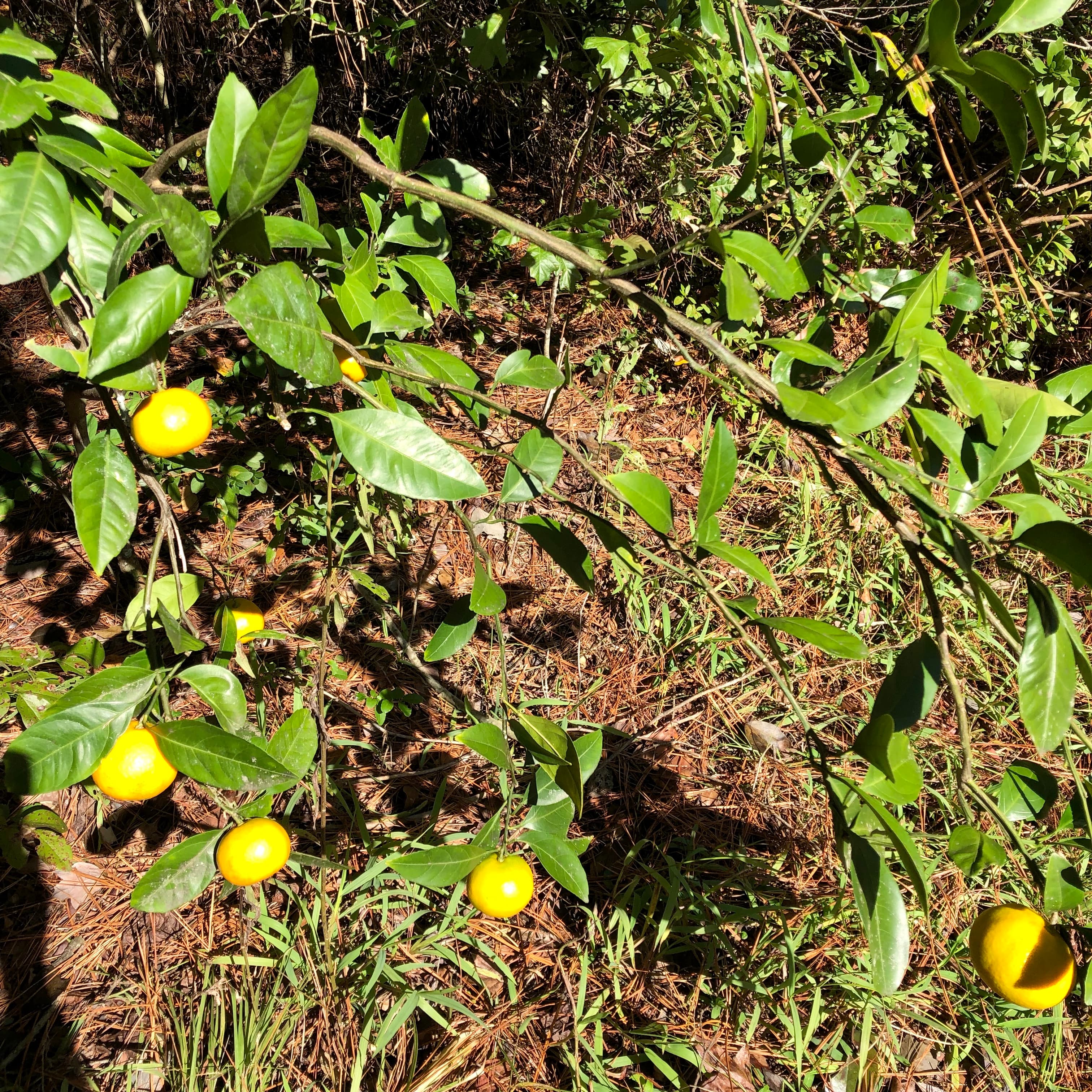 It's Satsuma Time!!