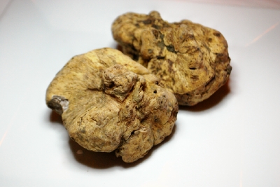 Whole white truffles, 2009 crop.