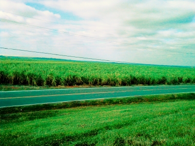 The cane fields.