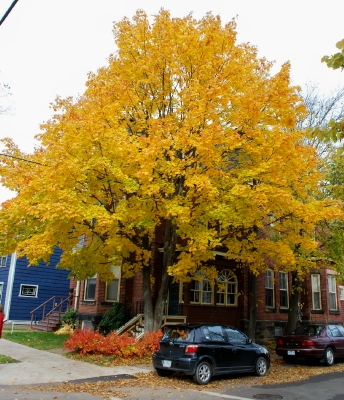 Fall foliage in Charlottetown.
