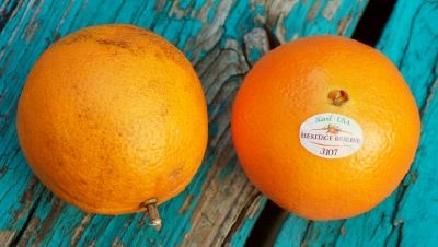 Navle oranges, LA (left), CA (right).